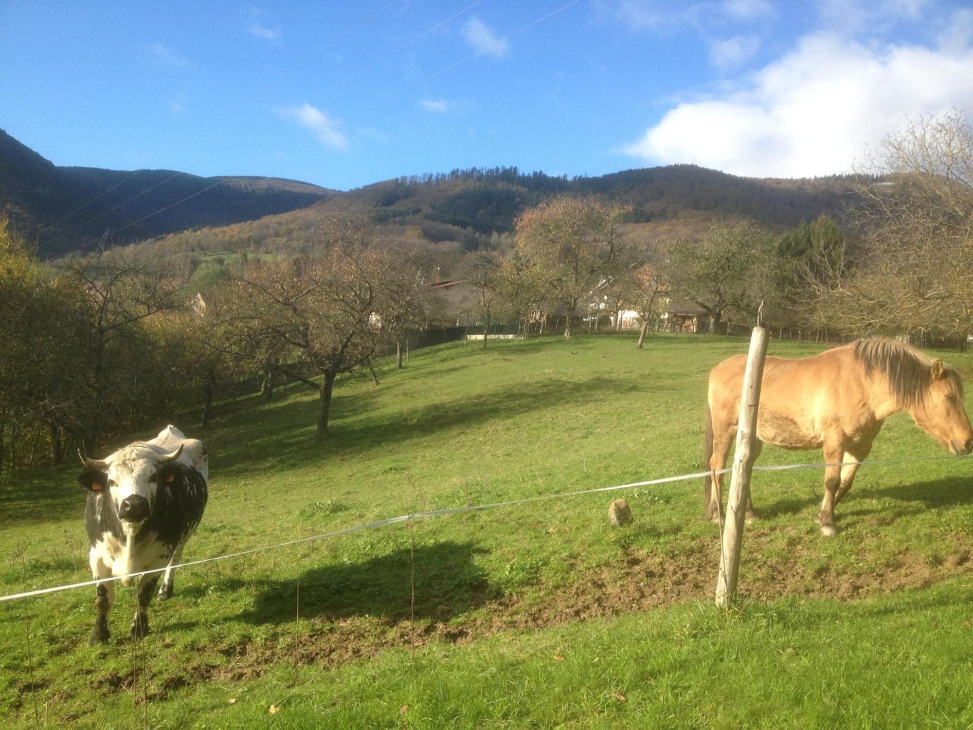 Gite Bellevue Breitenbach Exteriör bild